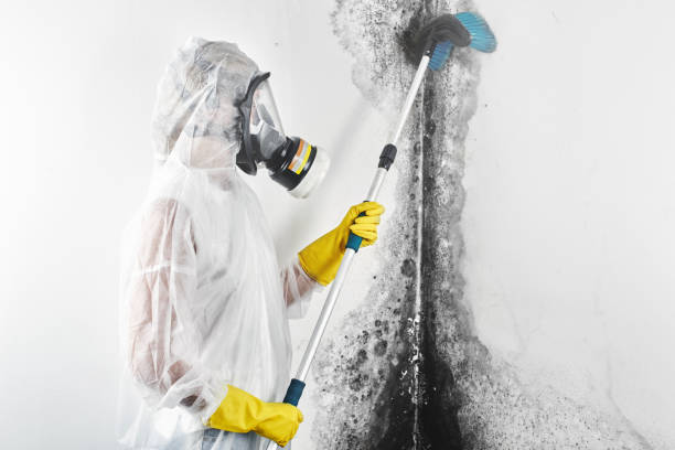 Best Industrial Mold Remediation  in Northport, AL