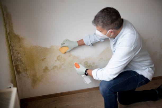 Best Asbestos and Lead Testing During Mold Inspection  in Northport, AL